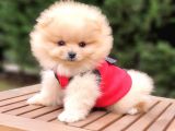 Orjinal Pomeranian Boo Yavrularımız