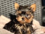 Teacup Yorkshire Terrier Yavrular