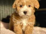 F2 Orjinal Maltipoo Yavrularimiz