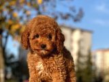 Muhtesem Surat Toy Poodle Yavrularimiz