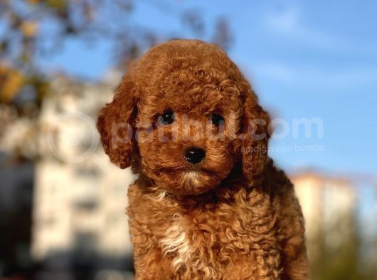 Muhtesem Surat Toy Poodle Yavrularimiz görsel
