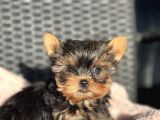 Teacup Yorkshire Terrier Yavrular