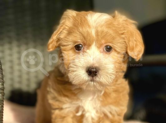F2 Orjinal Maltipoo Yavrularimiz