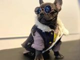 Irk Ve Sağlık Garantili French Bulldog Yavrumuz