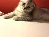 2 Aylık Sıcak Kanlı Scottish Fold Bebeklerim