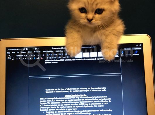 2 Aylık Sıcak Kanlı Scottish Fold Bebeklerim görsel