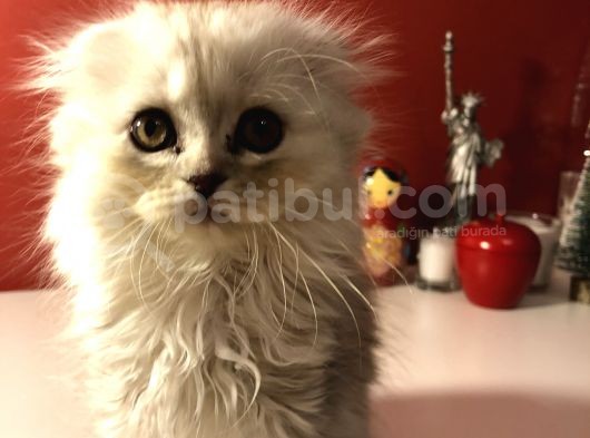 2 Aylık Sıcak Kanlı Scottish Fold Bebeklerim görsel