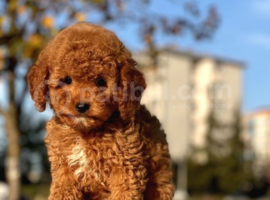 Bebek Surat Toy Poodle Yavrularimiz
