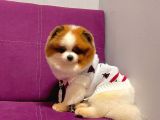 Pomerian