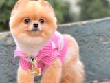 Pomerian