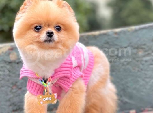 Pomerian görsel