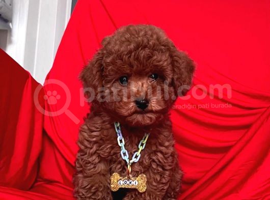 Toy Poodle görsel