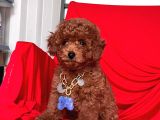 Toy Poodle
