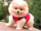 Teddy Face Pomeranian Boo Yavrularımız