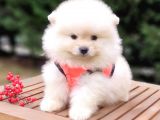 Teddy Face Pomeranian Boo Yavrularımız