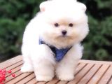 Teddy Face Pomeranian Boo Safkan Yavrularımız