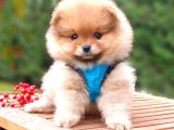 Satılık Pomeranian Boo Teddy Bear Yavrular