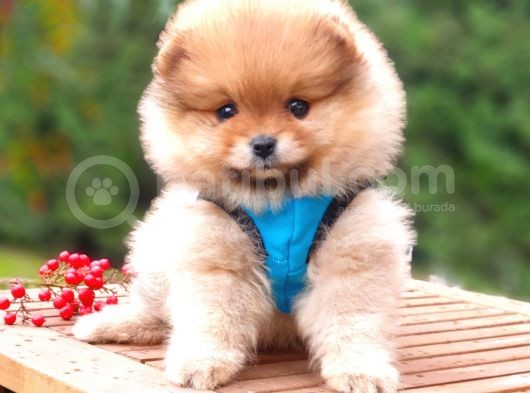 Satılık Pomeranian Boo Teddy Bear Yavrular görsel