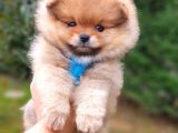 Satılık Pomeranian Boo Teddy Bear Yavrular