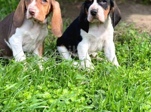 Show Kalite Basset Hound Yavrular görsel