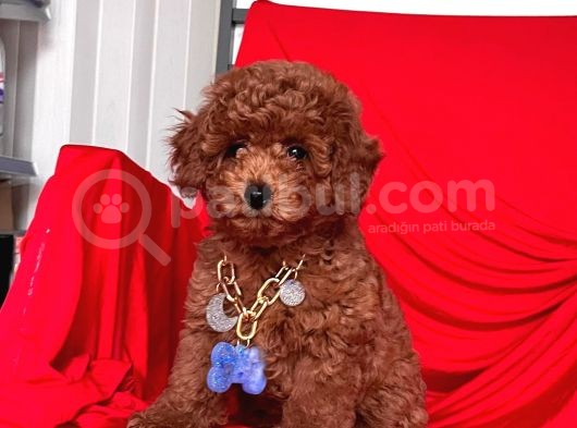 Safkan Toy Poodle Yavrularımız görsel