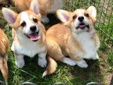 Turkiyede Tek Safkan Secereli Welsh Corgi Yavrular