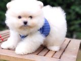 Pomeranian Boo Teddy Face Erkek Yavrularımız