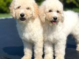 Orjinal Irk Garantili Standart Boy Labradoodle Yavrular