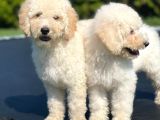Orjinal Irk Garantili Standart Boy Labradoodle Yavrular