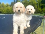 Orjinal Irk Garantili Standart Boy Labradoodle Yavrular
