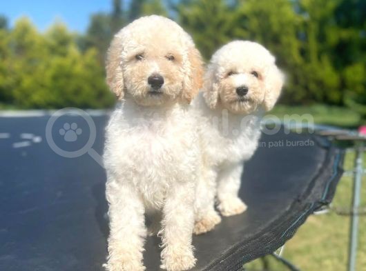 Orjinal Irk Garantili Standart Boy Labradoodle Yavrular görsel