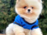 Safkan Pomeranian Boo Yavrularımız