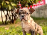 Show Kalte French Bulldog Yavrular