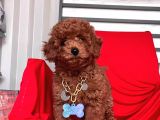 Safkan Toy Poodle Yavrularımız