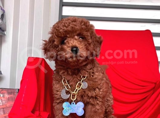 Safkan Toy Poodle Yavrularımız görsel