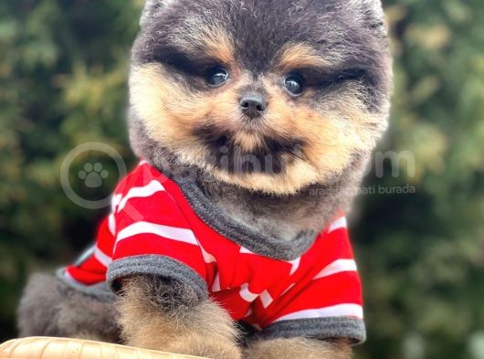 Safkan Pomeranian Boo Yavrularımız görsel