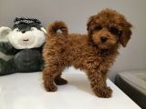 Mini Safkan Red Brownn Toy Poodle Yavrularimiz