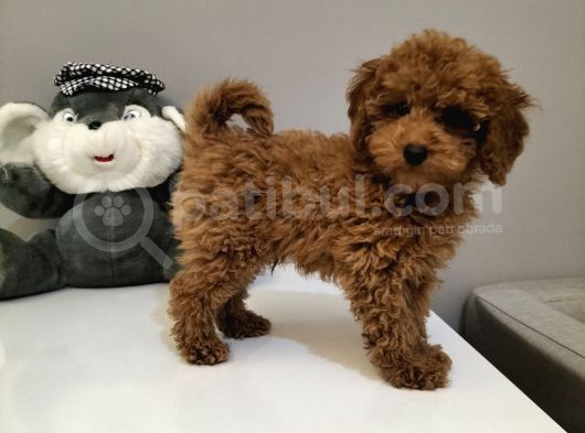 Mini Safkan Red Brownn Toy Poodle Yavrularimiz görsel