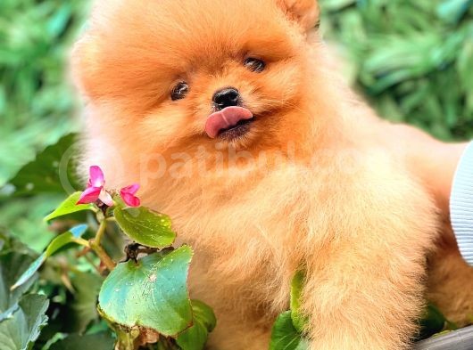 Portakal Ayicik Pomerani̇an Boo görsel