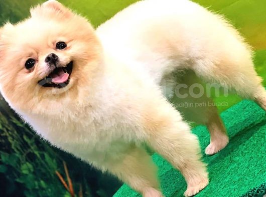 Pomerani̇an Boo  10 Aylik Di̇şi̇ Gülen Yüz görsel