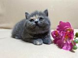 British Shorthair Mükemmel Güzellikte 2 Aylık 4 Yavru 2 Dişi 2 Erkek
