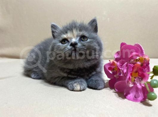 British Shorthair Mükemmel Güzellikte 2 Aylık 4 Yavru 2 Dişi 2 Erkek görsel