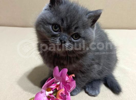 British Shorthair Mükemmel Güzellikte 2 Aylık 4 Yavru 2 Dişi 2 Erkek görsel