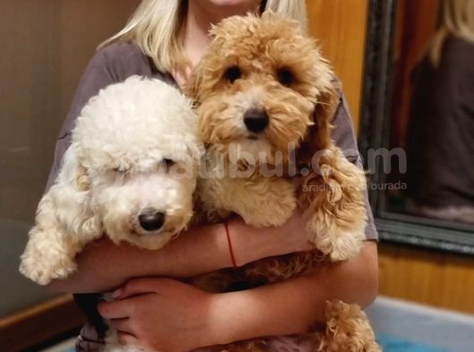 Orjinal Labradoodle Bebekler görsel