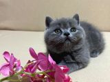 British Shorthair Mükemmel Güzellikte 2 Aylık 4 Yavru 2 Dişi 2 Erkek