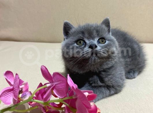British Shorthair Mükemmel Güzellikte 2 Aylık 4 Yavru 2 Dişi 2 Erkek görsel