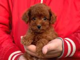 Efsane Tuy Yapisi ile Toy Poodle Yavrularimiz