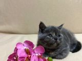 British Shorthair Mükemmel Güzellikte 2 Aylık 4 Yavru 2 Dişi 2 Erkek