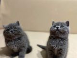 British Shorthair Mükemmel Güzellikte 2 Aylık 4 Yavru 2 Dişi 2 Erkek