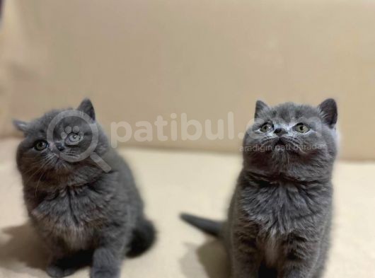 British Shorthair Mükemmel Güzellikte 2 Aylık 4 Yavru 2 Dişi 2 Erkek görsel